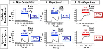 Conserved Mechanism of Bicarbonate-Induced Sensitization of CatSper Channels in Human and Mouse Sperm